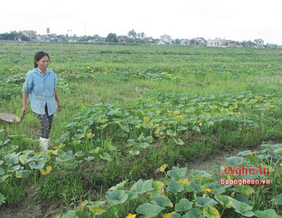 Chị Hồ Thị Sơn buồn bã trên diện tích 7 sào bí đỏ của gia đình mình vừa bị mất trắng do mưa ngập