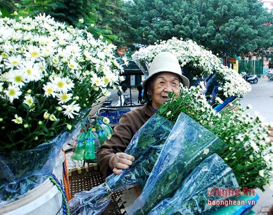 Từ những cánh đồng hoa, người Hà Nội đã đưa cúc họa mi về phố lúc còn tinh sương. Bạn có thể bắt gặp loài hoa này ở một số tuyến phố của Hà Nội như Phan Đình Phùng, Nguyễn Chí Thanh, đường Thanh Niên,...