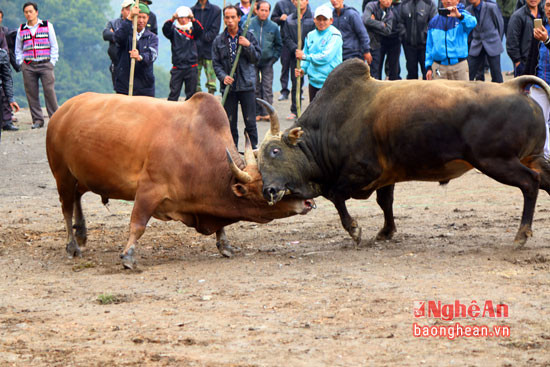 Bên cạnh chọi trâu, các cuộc thi đấu giữa các cặp bò cũng diễn ra sôi nổi, hấp dẫn.
