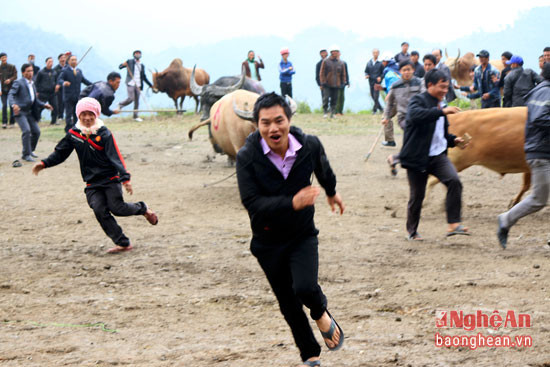 Cuộc rượt đuổi giữa các cặp bò khiến người xem hoảng sợ.