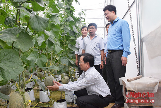 Lãnh đạo tỉnh thăm mô hình sản xuất dưa trong nhà màng của ông Trương Văn Hòa, xã Hội Sơn (Anh Sơn). Ảnh: X.H