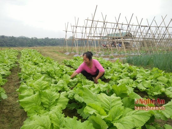 Trên diện tích đất bãi nhiều hộ dân đã thường xuyên thay đổi các loại rau theo nhu cầu thị trường  như bí xanh, dưa chuột, rau cải, hành hoa, xu hào, bắp cải, cà xanh