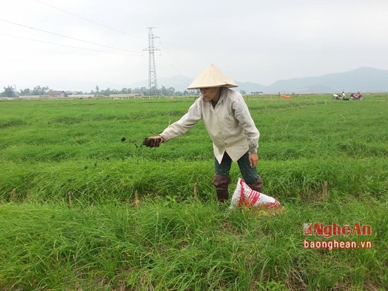  Những loại rau được người dân tập trung chăm sóc phục vụ thị trường dịp Tết nguyên đán.