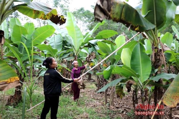 Ngày trước, lá chuối khô thường bị chặt bỏ nằm chỏng chơ giữa vườn, vì giá trị chẳng bao nhiêu. Bây giờ, lá chuối khô được các cơ sở sản xuất bánh gai đặt hàng, thu mua quanh năm. Cũng từ đó mà ở Anh Sơn sinh ra nghề thu hái lá chuối khô. Tận dụng lúc nông nhàn, nhiều người lại đi thu hái lá chuối để có thêm thu nhập.