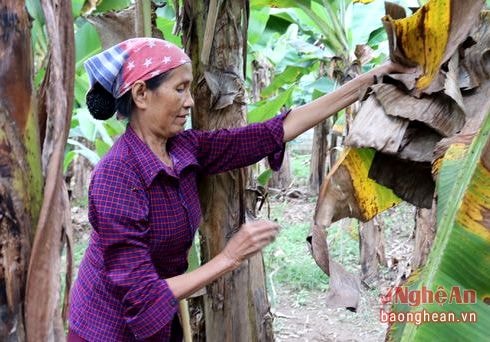 Từ sáng sớm, bà Lê Thị Thắng đã khăn gói lên đường tìm thu hái lá chuối khô.Dụng cụ mang theo cũng đơn giản, một cái câu liềm và bao tải to để đựng lá. Trong bộ quần áo lấm lem nhựa chuối, đôi bàn tay sần sùi, bà Lê Thị Thắng thôn 3 xã Tường Sơn tâm sự: Những người làm nghề hái lá chuối khô cứ rong ruổi khắp nơi. Mỗi ngày, bà Thắng có thể kiếm được khoảng 1 yến lá cho mối quen. Mỗi kg được thu mua với giá 13 nghìn đồng, do vậy mà mỗi ngày bà có thể kiếm được 100 nghìn đồng.