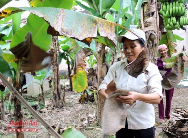 Còn Bà Nguyễn Thị Thập xã Tường Sơn cho hay: “Nghề này chẳng phái bỏ vốn, số tiền kiếm được xem như lấy công làm lãi. Thu nhập vài triệu đồng mỗi tháng, nhưng làm nghề này phụ thuộc vào thời tiết, sức khỏe. Ngày nắng, lá khô ráo mình cắt được nhiều. Ngược lại, mùa mưa đường đi lại vất vả, lá chuối bị ướt, nên ít ai thu mua.