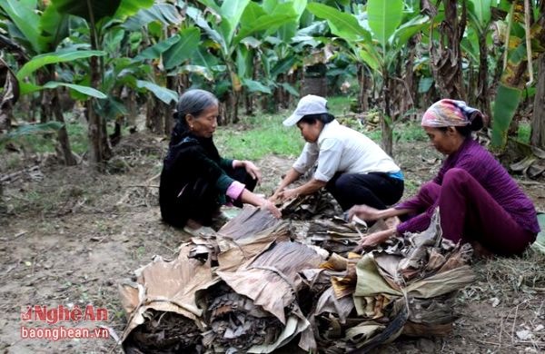 Với nhiều người, đây là nghề phụ nhưng lại là nguồn thu nhập chính cho gia đình. Hiện nay ở xã Tường Sơn có khoảng 50 người đi làm nghề thu hái và mua lá chuối khô, ngoài ra ở các xã khác như: Đức Sơn, Vĩnh Sơn, Thạch Sơn, Đỉnh Sơn cũng có người làm nghề này, bởi với họ chuối thì trồng sẵn trong vườn chỉ đợi khô và hái đi nhập là có tiền tiêu. (Trong ảnh: Lá chuối sau khi hái về được sắp lại cẩn thận, gọn gàng rồi nhập cho các cơ sở sản xuất bánh gai)