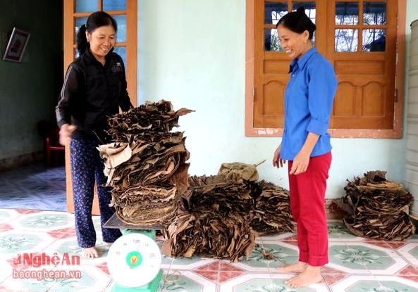 Chị Bùi Thị Hà chủ cơ sở sản xuất bánh gai Tường Sơn cho biết: Hàng ngày gia đình sản xuất từ 800-1.000 chiếc bánh, do vậy mà nhu cầu thu mua lá chuối khô rất lớn, có bao nhiêu gia đình tôi cũng thu mua hết, phải thu mua lá khô để dự trữ cho mùa mưa, cung đoạn này nhiều mưa nên giá cao hơn 13 nghìn đồng/kg.