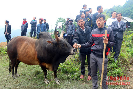 Chú bò của Hạ Giống Chùa 6 tuổi, cân nặng 538 kg.