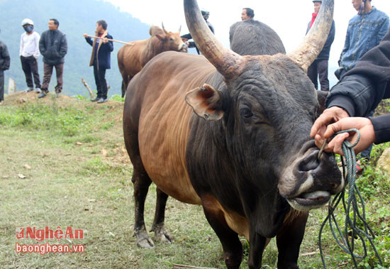 Được đánh giá là chú bò đẹp, khỏe bởi cặp sừng nhọn và cong vút, thân hình như bò rừng.