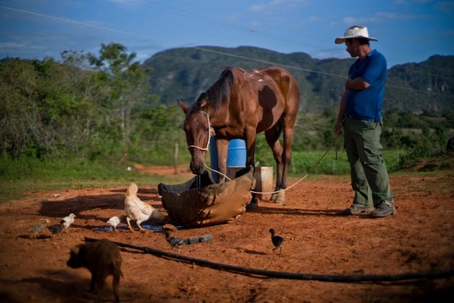 Nhiều trang trại trồng thuốc lá là hợp tác xã và do chính quyền Cuba sở hữu cổ phần.