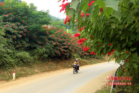 Thu đến, cùng muôn loại hoa khác, hoa trạng nguyên cũng rực đỏ trên khắp các bản làng ở miền Tây xứ Nghệ.