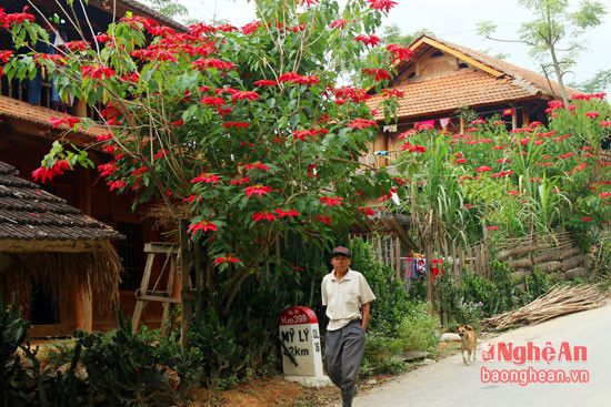 Bên những ngôi nhà sàn ở xã Phà Đánh (Kỳ Sơn), hoa trạng nguyên đỏ rực trước hiên.