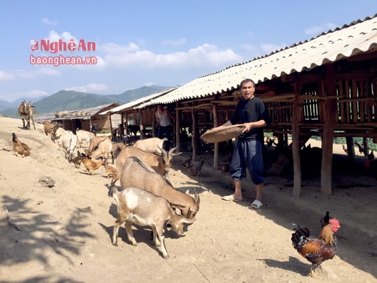 Chăn nuôi giỏ ở Tương Dương