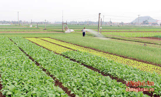 Vùng rau chuyên canh ở Quỳnh Lưu được bố trí cây trồng gối vụ quanh năm.