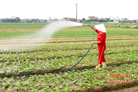 Bắt đầu từ tháng 11 âm lịch đến tháng 3 của năm sau là thời điểm thích hợp nhất để bà con huyện Quỳnh Lưu sản xuất rau màu. Thời tiết se lạnh nên rau màu vụ Đông được bà con sản xuất đa dạng về loại giống.