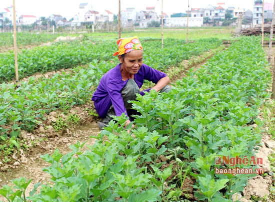 Là huyện có tiềm năng phát triển về trồng cây rau màu nên Quỳnh Lưu được xem là “ vựa rau” chuyên cung cấp rau cho thị trường trong và ngoài tỉnh. Bình quân, rau vụ đông hàng năm đạt năng suất 174 tạ/ha; sản lượng đạt gần 31 nghìn tấn.