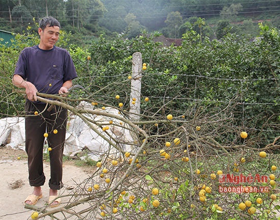 Ông Nguyễn Văn Long đang chặt bỏ những cành chanh chín vàng để cho vụ chanh trái ra quả