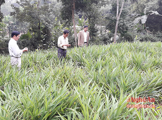 Ban quản lý dự án xã Châu Tiến kiểm tra chất lượng rễ cây hương trầm.