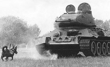 Con chó gắn thuốc nổ được huấn luyện với xe tăng T-34. Ảnh: History