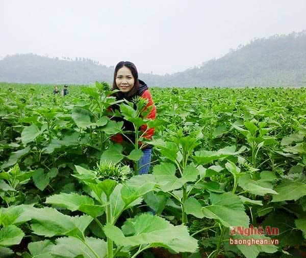 Còn khoảng 20 ngày nữa hoa hướng dương mới nở rộ, nhưng nhiều người thích thú với cánh đồng hoa đang hé nụ.