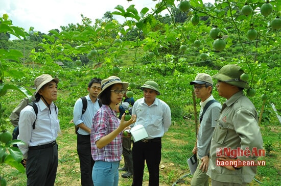 Đoàn Jica Nhật Bản khảo sát vùng chanh leo ở Quế Phong