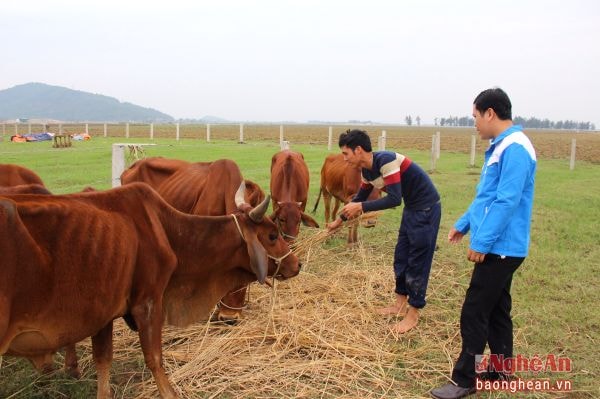 Phạm Danh Quý, Chi đoàn xóm 3 xã Hưng Nhân giới thiệu với cán bộ Huyện đoàn Hưng Nguyên mô hình nuôi bò tư nguồn vốn vay ủy thác của tổ chức đoàn.