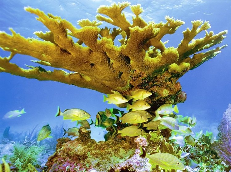 San hô Acropora palmata có tuổi thọ lên đến hàng nghìn năm.