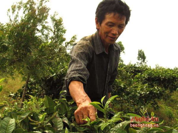 Mô hình trồng chè Shan tuyết, đang được huyện triển khai và nhân rộng trên địa bàn hai xã Huồi Tụ và Na Ngoi.
