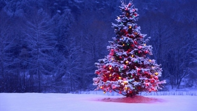 Cây Noel đầu tiên thực ra không phải là một cái cây. Người Đức đã làm nên cái cây này từ lông của những con ngỗng đã chết.