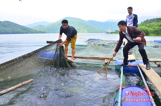 Xã Đồng Văn xây dựng mô hình nuôi cá lồng trên lòng hồ thủy điện Hủa Na để nhân rộng trong đồng bào tái định cư.