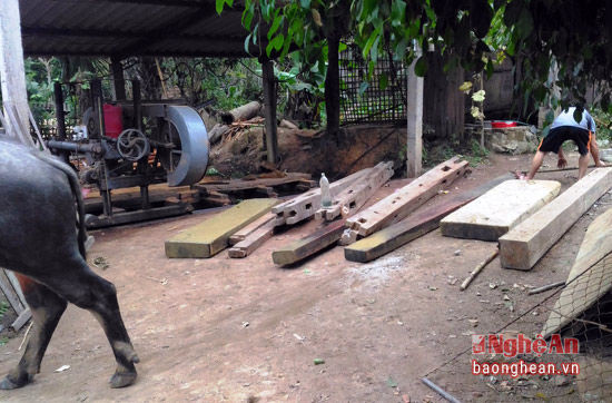 Gỗ được trâu kéo về tập kết tại 1 xưởng gỗ ở bản Tam Quang