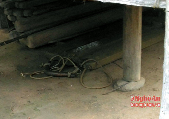 Gỗ dưới gầm nhà sàn của một hộ dân ở bản Quang Phúc