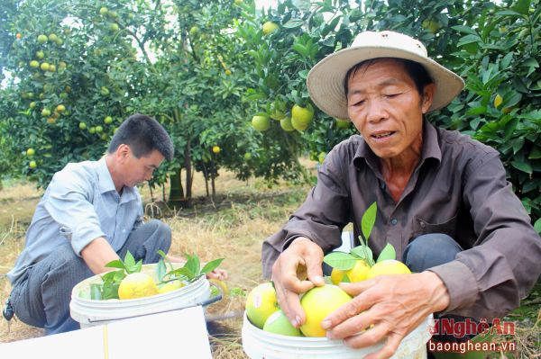 Vườn cam của anh Dương Minh Tấn ở Minh Hợp (Quỳ Hợp).