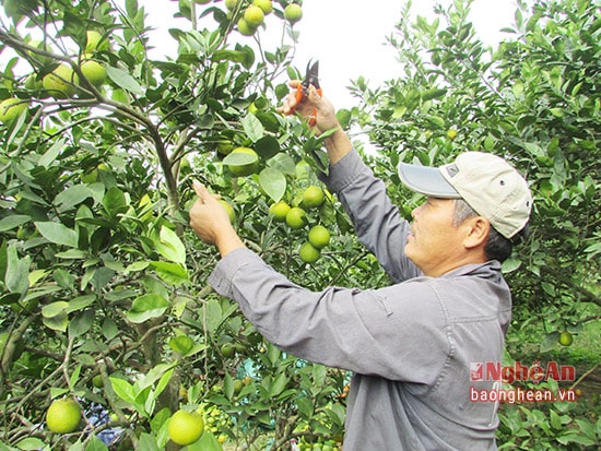 Vườn cam của gia đình anh Ngô Văn Đồng  ở đội 1, nông trường Cờ Đỏ.