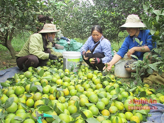 Tiểu thương thu mua cam tại vườn.