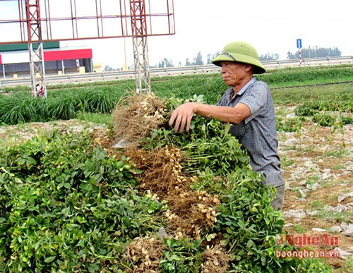 Ông Nguyễn Văn Kỷ thu hoạch 3 sào lạc nhưng sản lượng chỉ đạt hơn 3 tạ.