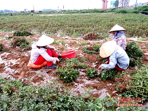 Nông dân Nghi Long thu hoạch lạc đông.