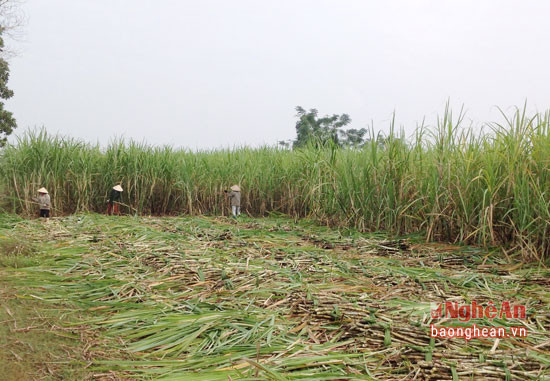 Nông dân thu hoạch mía