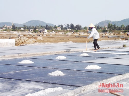 Sản xuất muối ở An Hòa, Quỳnh Lưu