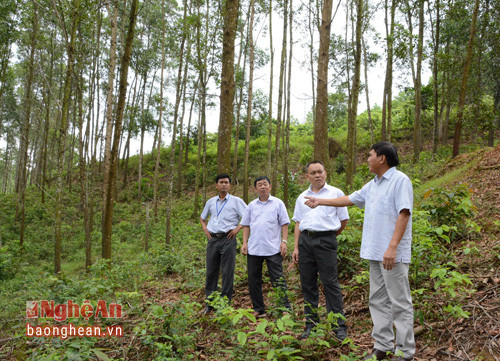 Lãnh đạo công ty khảo sát nguyên liệu tại huyện Con Cuông