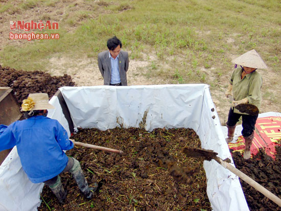 Nông dân đưa bèo tây trộn với phân chuồng để ủ phân vi sinh.