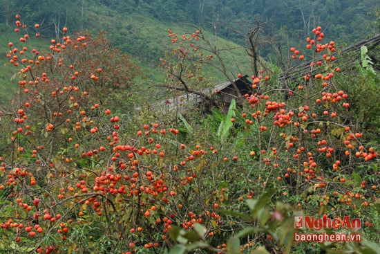 Những cây hồng đỏ rực trơ trụi lá chỉ còn lại quả tạo nên 1 nét đẹp ấm áp trong mùa đông lạnh giá ở Tây Sơn.