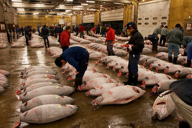  Chợ Cá Tsukiji Tokyo nổi tiếng là một trong những chợ cá lớn nhất thế giới, cung cấp hải sản mỗi ngày không chỉ cho Tokyo  mà còn cho các tỉnh lân cận và 1/3 nước Nhật. Món hàng nổi tiếng nhất của chợ cá Tsukiji chính là cá ngừ vây xanh. Tsukiji được xem như là trung tâm giao dịch cá ngừ vây xanh lớn nhất thế giới với sản lượng mua bán mỗi ngày lên đến 2.000 tấn được chuyển đi khắp Nhật Bản và thế giới.
