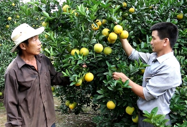 Giống cam Xã Đoài lòng vàng được trồng nhiều ở Yên Thành.