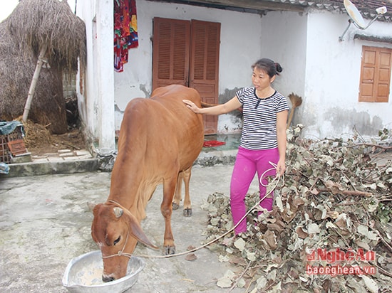 Gia đình chị Đặng Thị Hiền, xóm 6, xã Hưng Lĩnh (Hưng Nguyên) được hỗ trợ bò từ Dự án “Ngân hàng bò”.