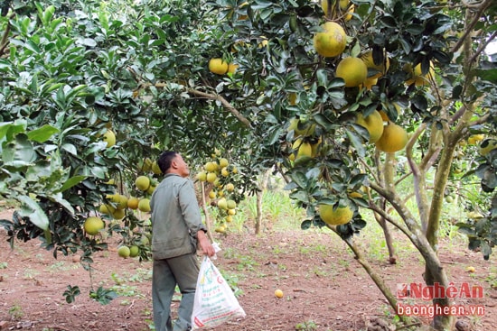 Ngoài anh Trung, trên đất Nghĩa Lâm còn có nhiều gia đình phát triển các loại cây ăn quả có chất lượng và uy tín. Trong hình là diện tích trồng bưởi của anh Phan Đình Hoài ở xóm Nghĩa Chính. Đây là giống bưởi Diễn được chính anh lặn lội đem giống từ ngoài Bắc về và canh tác hơn 10 năm nay. 