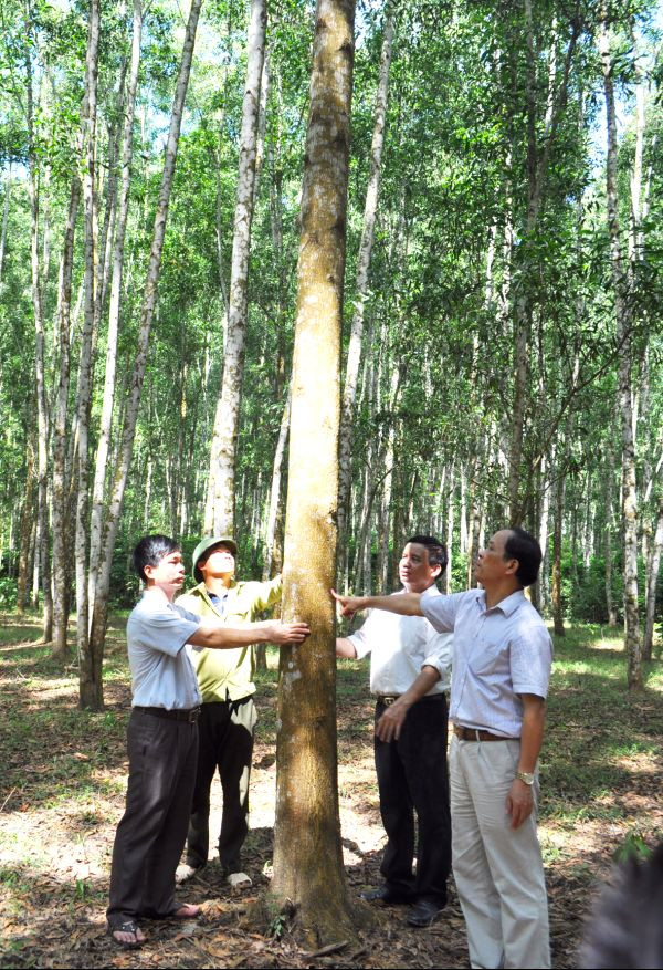 Kiểm tra kết quả trồng rừng tại Công ty Lâm nghiệp Sông Hiếu.