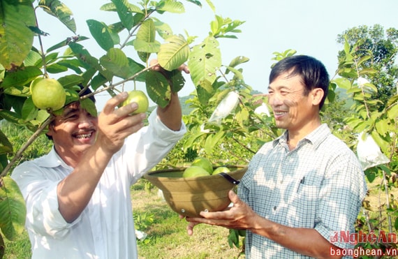 Không chỉ có gia đình anh Phan Minh Trung, hiện nay ở nhiều xã thuộc huyện Nghĩa Đàn có rất nhiều hộ trồng cây ổi lê giống Đài Loan. Loài ổi này ngọt đậm lại thơm giòn nên rất được ưa chuộng. Nhiều gia đình đã đăng kỳ để có sạp hàng giới thiệu sản phẩm do mình làm nên trưng bày, giới thiệu tại Ngày hội hoa hướng dương.