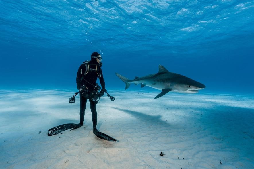 Một thợ lặn ở rất gần con cá mập hổ ngoài khơi biển Bahamas. Bức ảnh không nguy hiểm như người ta vẫn nghĩ, vì loài cá mập này có bản năng chỉ tấn công những con mồi đang kích động.